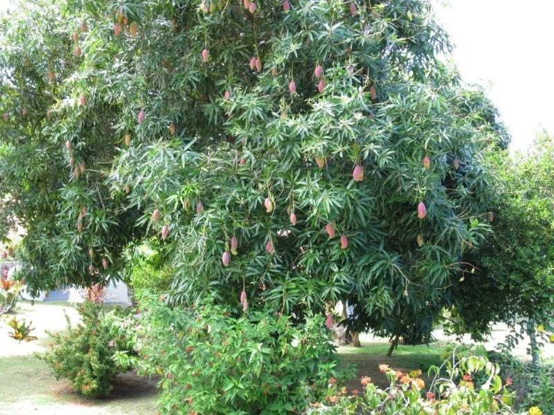 Daniella'S Bungalows Bel Ombre Ngoại thất bức ảnh